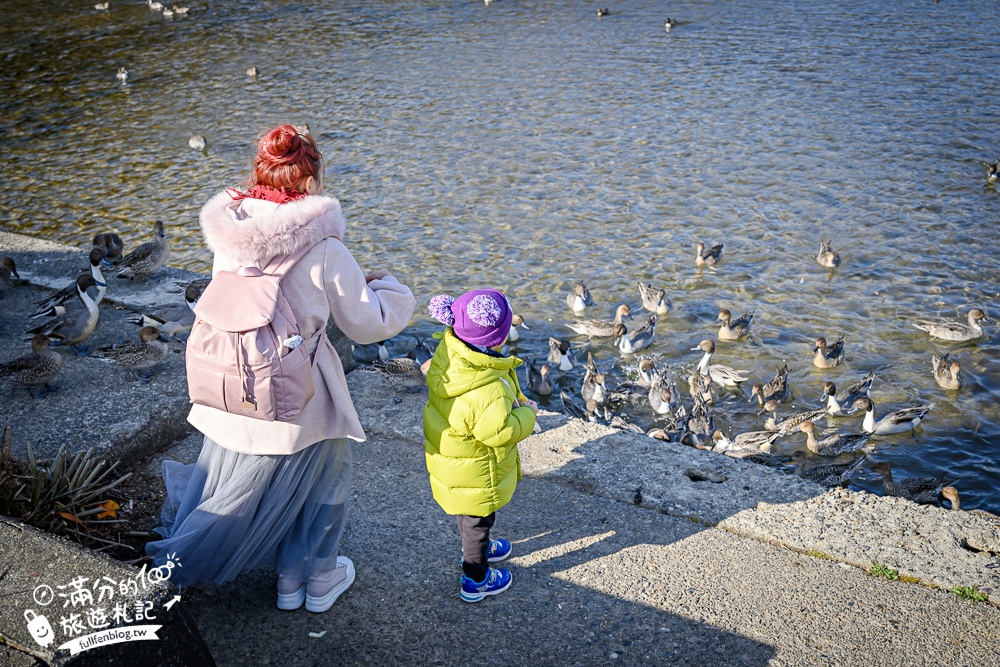 【猪苗代観光船】福島最美天鵝湖.美麗天鵝船＆烏龜造型海上咖啡館.餵小鴨看磐梯山.療癒山水風光超迷人!