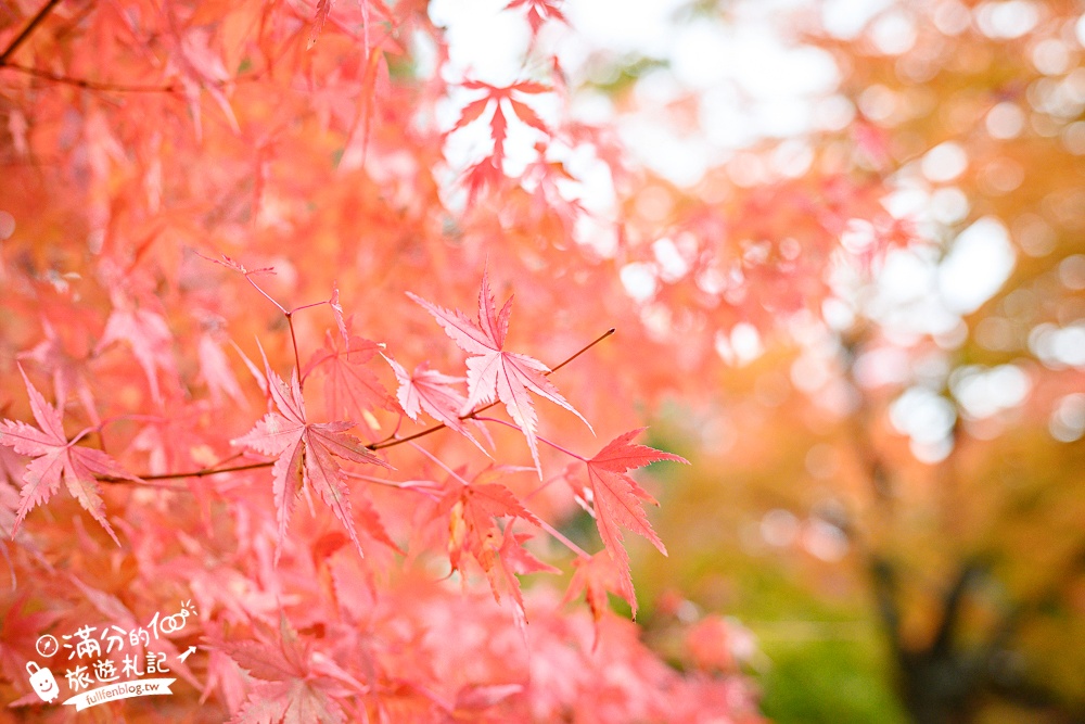【円通院】松島最夢幻的賞楓景點!円通院紅葉美到不像現實.無限沉醉秋之日式庭院! 【円通院】松島最夢幻的賞楓景點!円通院紅葉美到不像現實.無限沉醉秋之日式庭院!