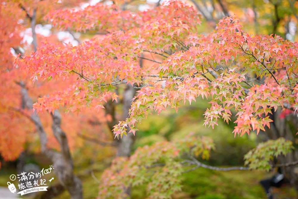 【円通院】松島最夢幻的賞楓景點!円通院紅葉美到不像現實.無限沉醉秋之日式庭院! 【円通院】松島最夢幻的賞楓景點!円通院紅葉美到不像現實.無限沉醉秋之日式庭院!