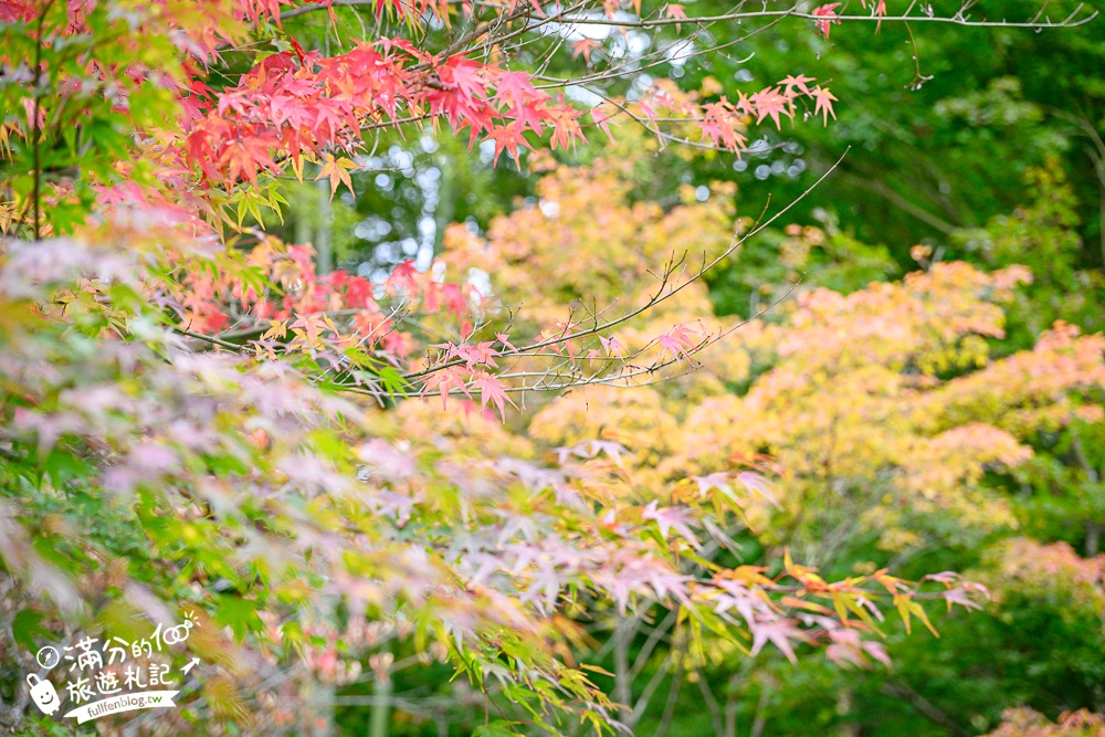 【円通院】松島最夢幻的賞楓景點!円通院紅葉美到不像現實.無限沉醉秋之日式庭院! 【円通院】松島最夢幻的賞楓景點!円通院紅葉美到不像現實.無限沉醉秋之日式庭院!