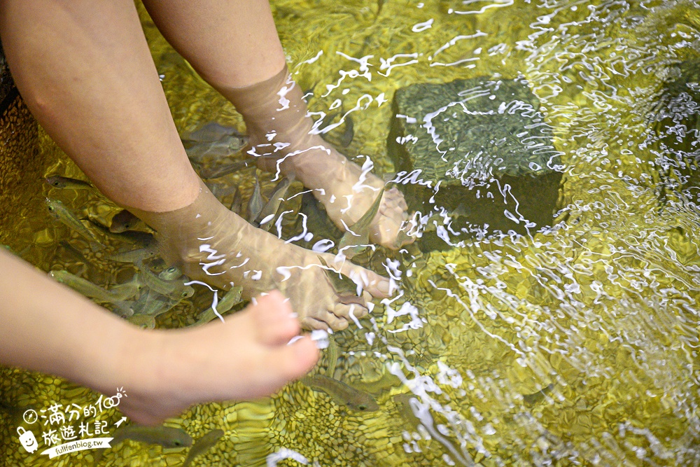 宜蘭【礁溪湯圍溝重口味溫泉魚】膽小勿入池！巨無霸溫泉魚挑戰營,銅板價門票,當日不限時進出玩樂