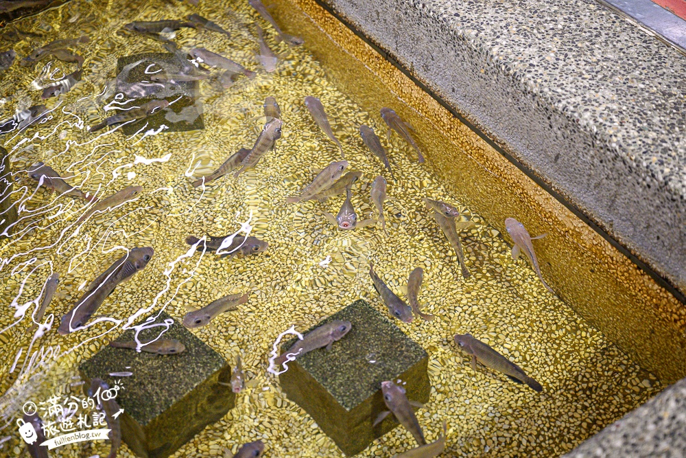 宜蘭【礁溪湯圍溝重口味溫泉魚】膽小勿入池！巨無霸溫泉魚挑戰營,銅板價門票,當日不限時進出玩樂
