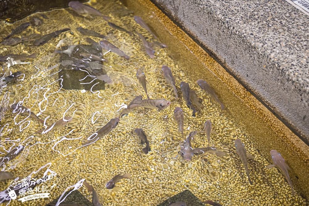 宜蘭【礁溪湯圍溝重口味溫泉魚】膽小勿入池！巨無霸溫泉魚挑戰營,銅板價門票,當日不限時進出玩樂