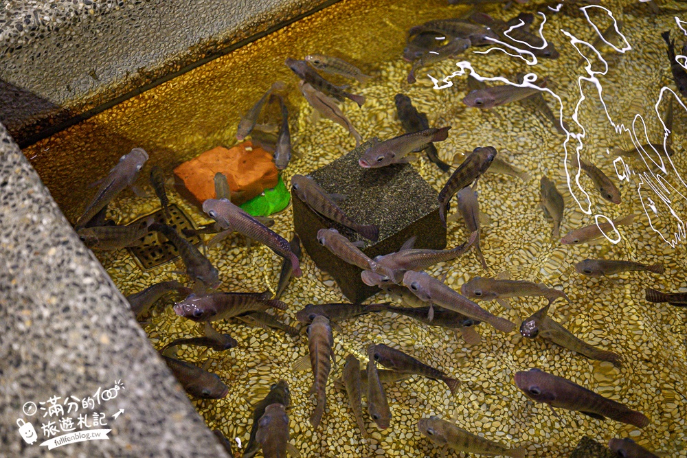 宜蘭【礁溪湯圍溝重口味溫泉魚】膽小勿入池！巨無霸溫泉魚挑戰營,銅板價門票,當日不限時進出玩樂