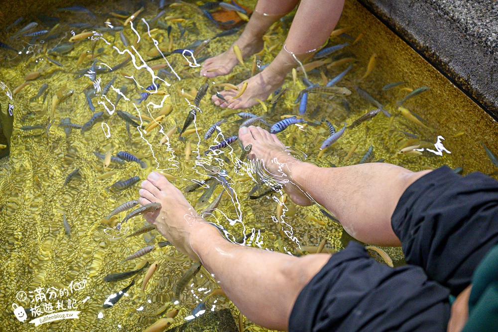 宜蘭【礁溪湯圍溝重口味溫泉魚】膽小勿入池！巨無霸溫泉魚挑戰營,銅板價門票,當日不限時進出玩樂