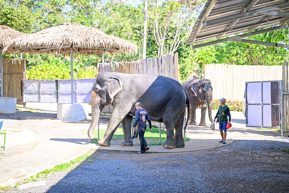 普吉島必玩【普吉島大象叢林保護區】來場與大象的溫柔相遇,幫大象洗澡戲水,餵大象吃香蕉.甘蔗和手作飯糰! 普吉島必玩【普吉島大象叢林保護區】來場與大象的溫柔相遇,幫大象洗澡戲水,餵大象吃香蕉.甘蔗和手作飯糰!