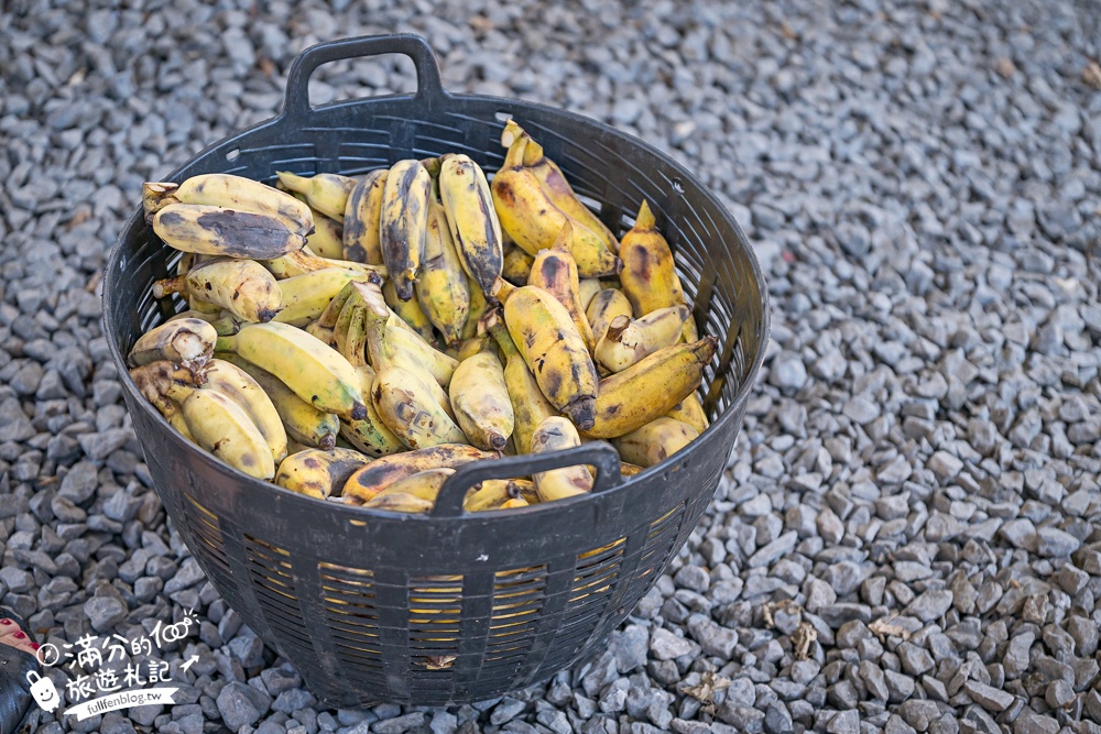 普吉島必玩【普吉島大象叢林保護區】來場與大象的溫柔相遇,幫大象洗澡戲水,餵大象吃香蕉.甘蔗和手作飯糰! 普吉島必玩【普吉島大象叢林保護區】來場與大象的溫柔相遇,幫大象洗澡戲水,餵大象吃香蕉.甘蔗和手作飯糰!