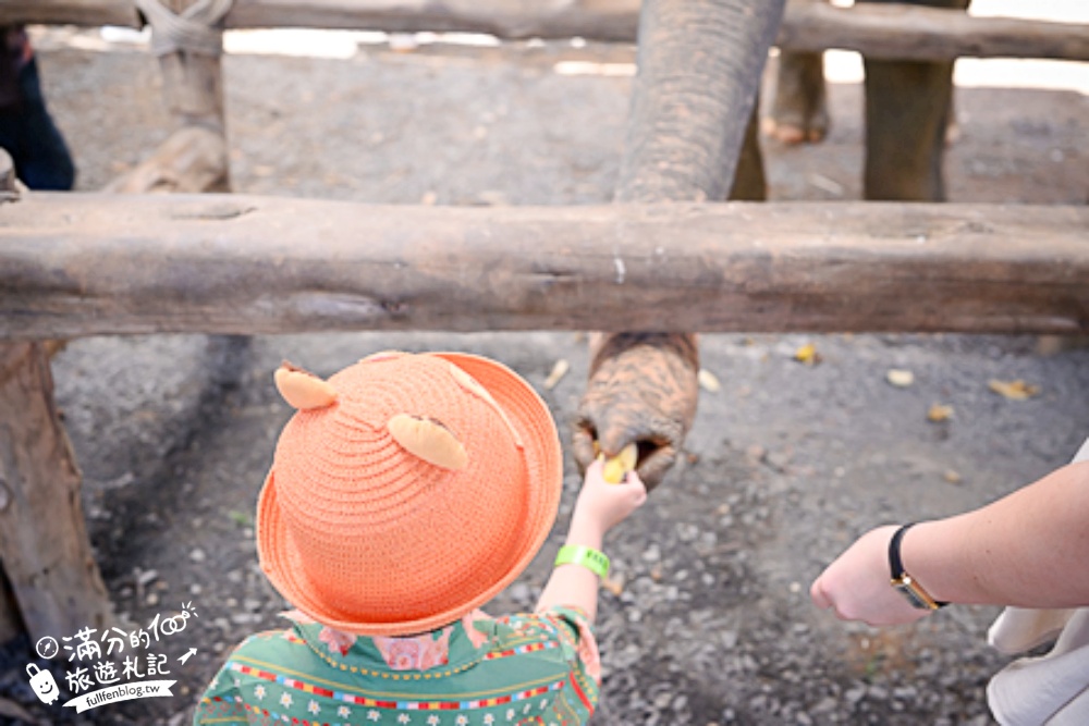 普吉島必玩【普吉島大象叢林保護區】來場與大象的溫柔相遇,幫大象洗澡戲水,餵大象吃香蕉.甘蔗和手作飯糰! 普吉島必玩【普吉島大象叢林保護區】來場與大象的溫柔相遇,幫大象洗澡戲水,餵大象吃香蕉.甘蔗和手作飯糰!
