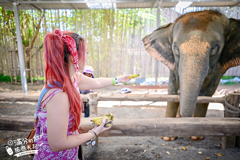 普吉島必玩【普吉島大象叢林保護區】來場與大象的溫柔相遇,幫大象洗澡戲水,餵大象吃香蕉.甘蔗和手作飯糰! 普吉島必玩【普吉島大象叢林保護區】來場與大象的溫柔相遇,幫大象洗澡戲水,餵大象吃香蕉.甘蔗和手作飯糰!
