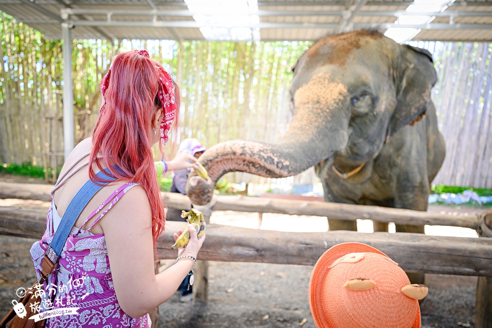 普吉島必玩【普吉島大象叢林保護區】來場與大象的溫柔相遇,幫大象洗澡戲水,餵大象吃香蕉.甘蔗和手作飯糰! 普吉島必玩【普吉島大象叢林保護區】來場與大象的溫柔相遇,幫大象洗澡戲水,餵大象吃香蕉.甘蔗和手作飯糰!