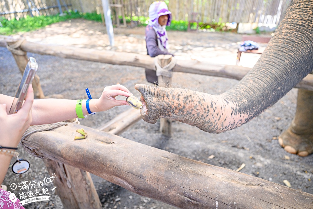 普吉島必玩【普吉島大象叢林保護區】來場與大象的溫柔相遇,幫大象洗澡戲水,餵大象吃香蕉.甘蔗和手作飯糰! 普吉島必玩【普吉島大象叢林保護區】來場與大象的溫柔相遇,幫大象洗澡戲水,餵大象吃香蕉.甘蔗和手作飯糰!