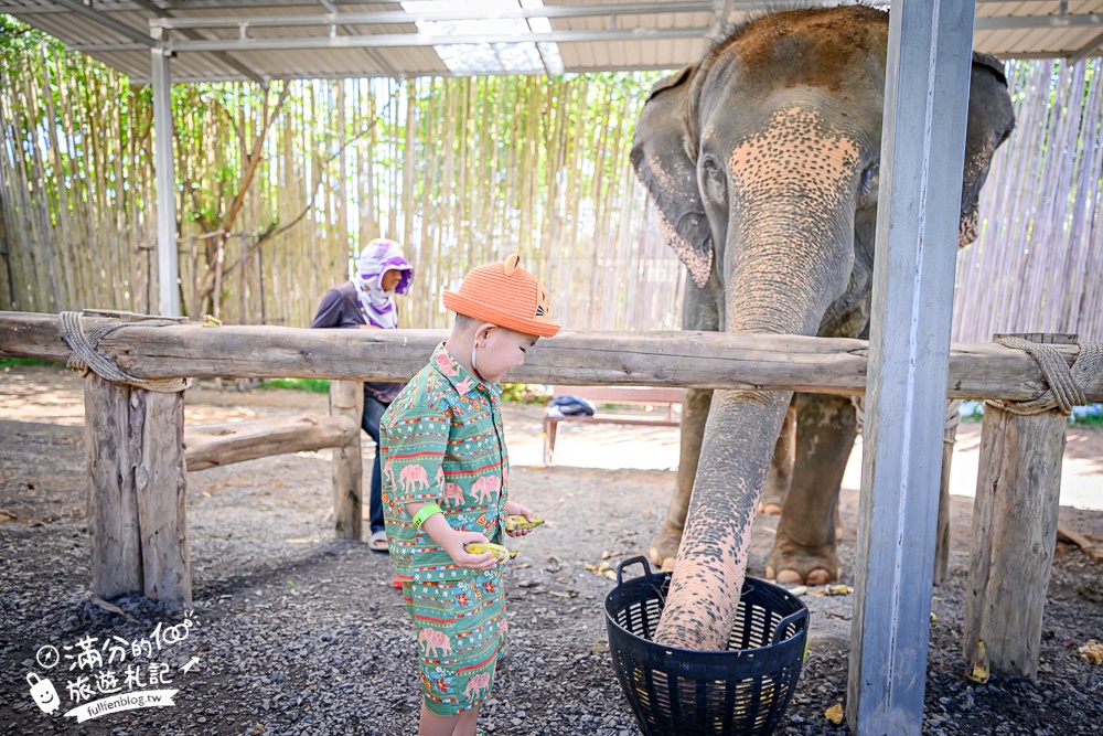 普吉島必玩【普吉島大象叢林保護區】來場與大象的溫柔相遇,幫大象洗澡戲水,餵大象吃香蕉.甘蔗和手作飯糰! 普吉島必玩【普吉島大象叢林保護區】來場與大象的溫柔相遇,幫大象洗澡戲水,餵大象吃香蕉.甘蔗和手作飯糰!