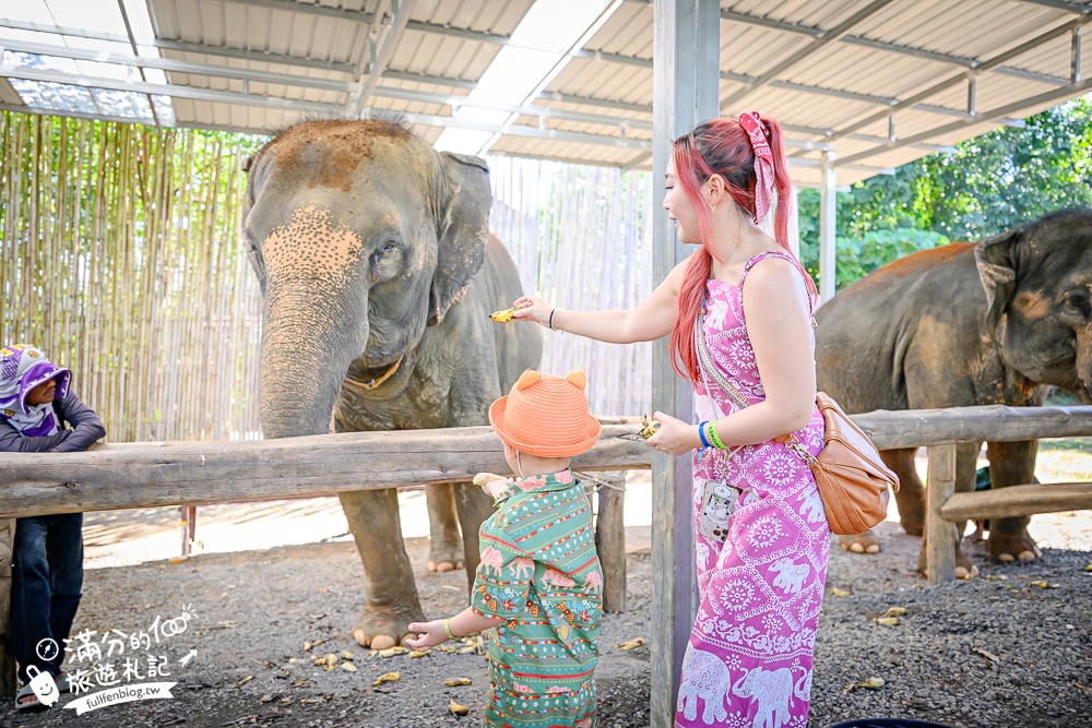 普吉島必玩【普吉島大象叢林保護區】來場與大象的溫柔相遇,幫大象洗澡戲水,餵大象吃香蕉.甘蔗和手作飯糰! 普吉島必玩【普吉島大象叢林保護區】來場與大象的溫柔相遇,幫大象洗澡戲水,餵大象吃香蕉.甘蔗和手作飯糰!
