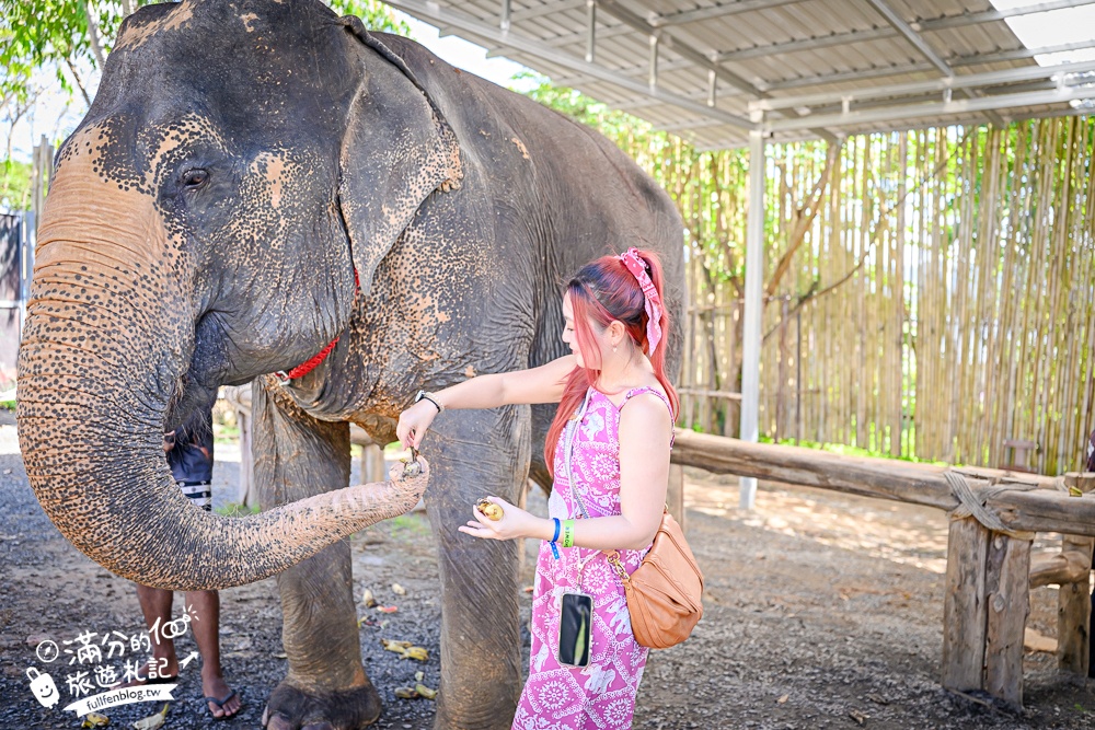 普吉島必玩【普吉島大象叢林保護區】來場與大象的溫柔相遇,幫大象洗澡戲水,餵大象吃香蕉.甘蔗和手作飯糰! 普吉島必玩【普吉島大象叢林保護區】來場與大象的溫柔相遇,幫大象洗澡戲水,餵大象吃香蕉.甘蔗和手作飯糰!