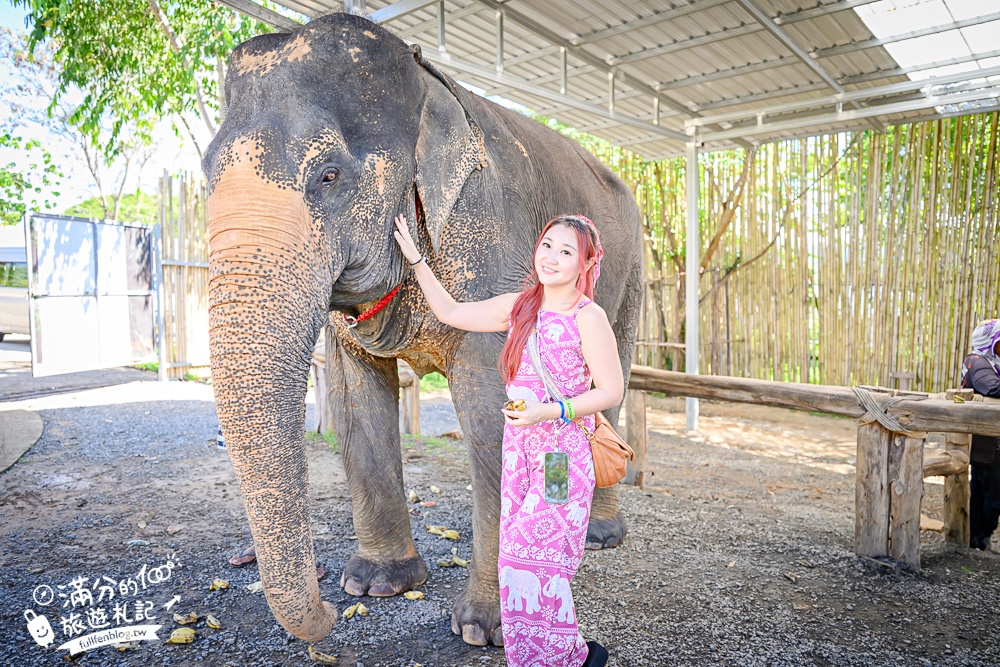 普吉島必玩【普吉島大象叢林保護區】來場與大象的溫柔相遇,幫大象洗澡戲水,餵大象吃香蕉.甘蔗和手作飯糰! 普吉島必玩【普吉島大象叢林保護區】來場與大象的溫柔相遇,幫大象洗澡戲水,餵大象吃香蕉.甘蔗和手作飯糰!