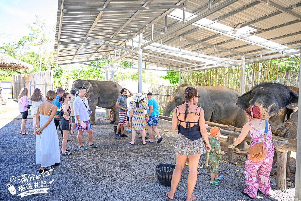普吉島必玩【普吉島大象叢林保護區】來場與大象的溫柔相遇,幫大象洗澡戲水,餵大象吃香蕉.甘蔗和手作飯糰! 普吉島必玩【普吉島大象叢林保護區】來場與大象的溫柔相遇,幫大象洗澡戲水,餵大象吃香蕉.甘蔗和手作飯糰!