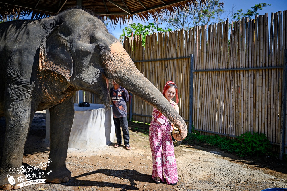 普吉島必玩【普吉島大象叢林保護區】來場與大象的溫柔相遇,幫大象洗澡戲水,餵大象吃香蕉.甘蔗和手作飯糰! 普吉島必玩【普吉島大象叢林保護區】來場與大象的溫柔相遇,幫大象洗澡戲水,餵大象吃香蕉.甘蔗和手作飯糰!