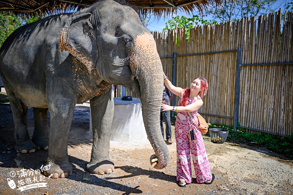 普吉島必玩【普吉島大象叢林保護區】來場與大象的溫柔相遇,幫大象洗澡戲水,餵大象吃香蕉.甘蔗和手作飯糰! 普吉島必玩【普吉島大象叢林保護區】來場與大象的溫柔相遇,幫大象洗澡戲水,餵大象吃香蕉.甘蔗和手作飯糰!