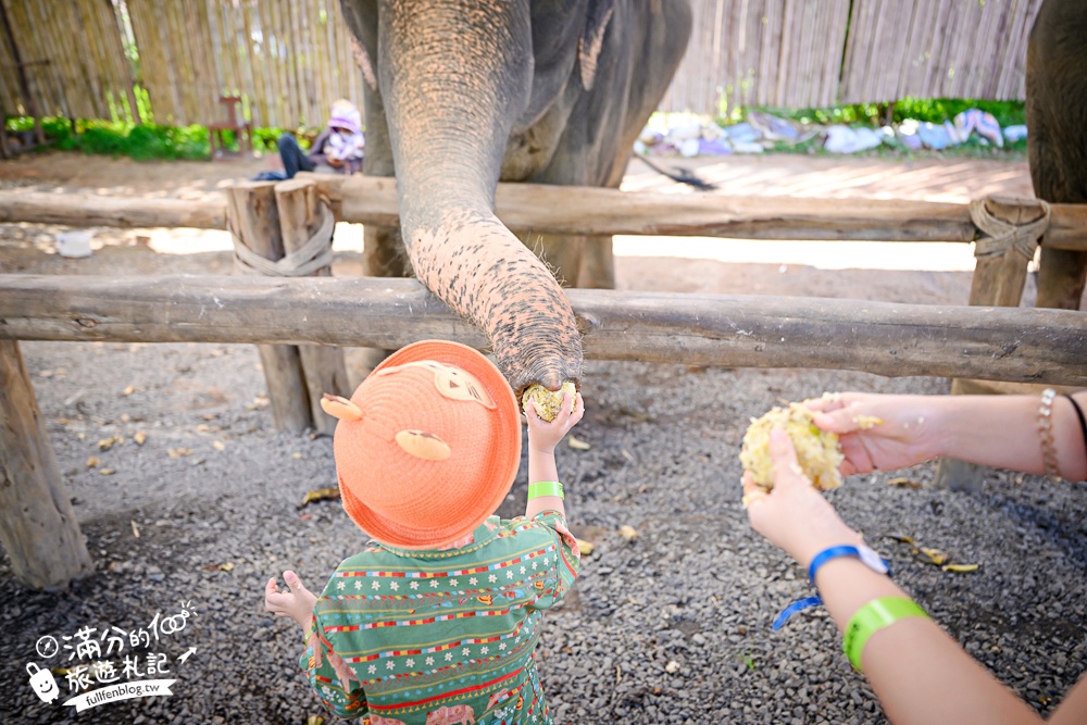 普吉島必玩【普吉島大象叢林保護區】來場與大象的溫柔相遇,幫大象洗澡戲水,餵大象吃香蕉.甘蔗和手作飯糰! 普吉島必玩【普吉島大象叢林保護區】來場與大象的溫柔相遇,幫大象洗澡戲水,餵大象吃香蕉.甘蔗和手作飯糰!