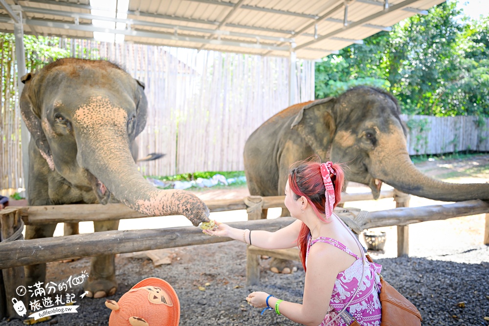 普吉島必玩【普吉島大象叢林保護區】來場與大象的溫柔相遇,幫大象洗澡戲水,餵大象吃香蕉.甘蔗和手作飯糰! 普吉島必玩【普吉島大象叢林保護區】來場與大象的溫柔相遇,幫大象洗澡戲水,餵大象吃香蕉.甘蔗和手作飯糰!