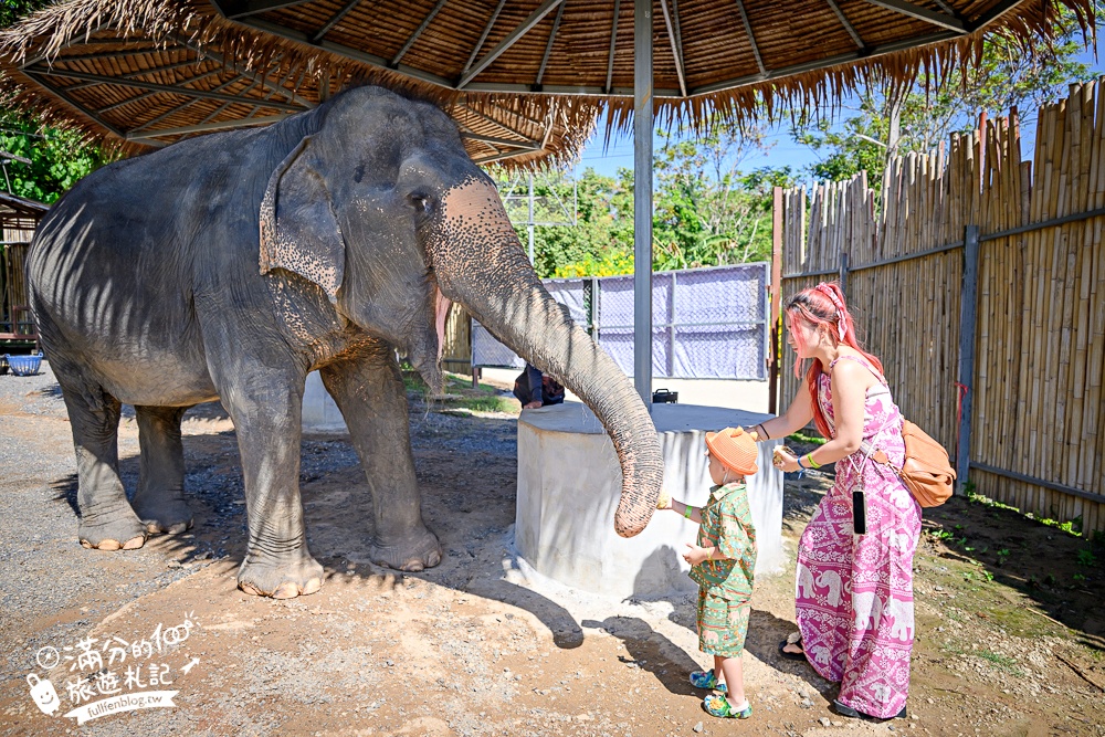 普吉島必玩【普吉島大象叢林保護區】來場與大象的溫柔相遇,幫大象洗澡戲水,餵大象吃香蕉.甘蔗和手作飯糰! 普吉島必玩【普吉島大象叢林保護區】來場與大象的溫柔相遇,幫大象洗澡戲水,餵大象吃香蕉.甘蔗和手作飯糰!