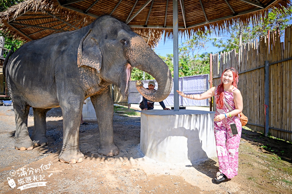 普吉島必玩【普吉島大象叢林保護區】來場與大象的溫柔相遇,幫大象洗澡戲水,餵大象吃香蕉.甘蔗和手作飯糰! 普吉島必玩【普吉島大象叢林保護區】來場與大象的溫柔相遇,幫大象洗澡戲水,餵大象吃香蕉.甘蔗和手作飯糰!