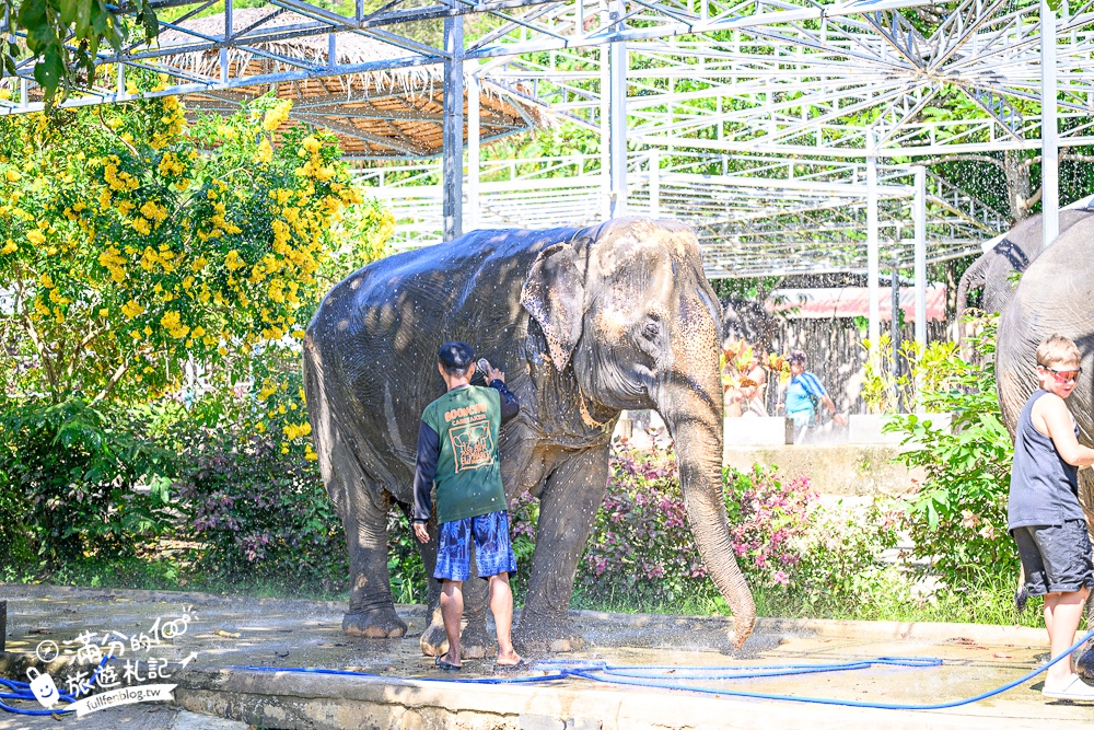 普吉島必玩【普吉島大象叢林保護區】來場與大象的溫柔相遇,幫大象洗澡戲水,餵大象吃香蕉.甘蔗和手作飯糰! 普吉島必玩【普吉島大象叢林保護區】來場與大象的溫柔相遇,幫大象洗澡戲水,餵大象吃香蕉.甘蔗和手作飯糰!