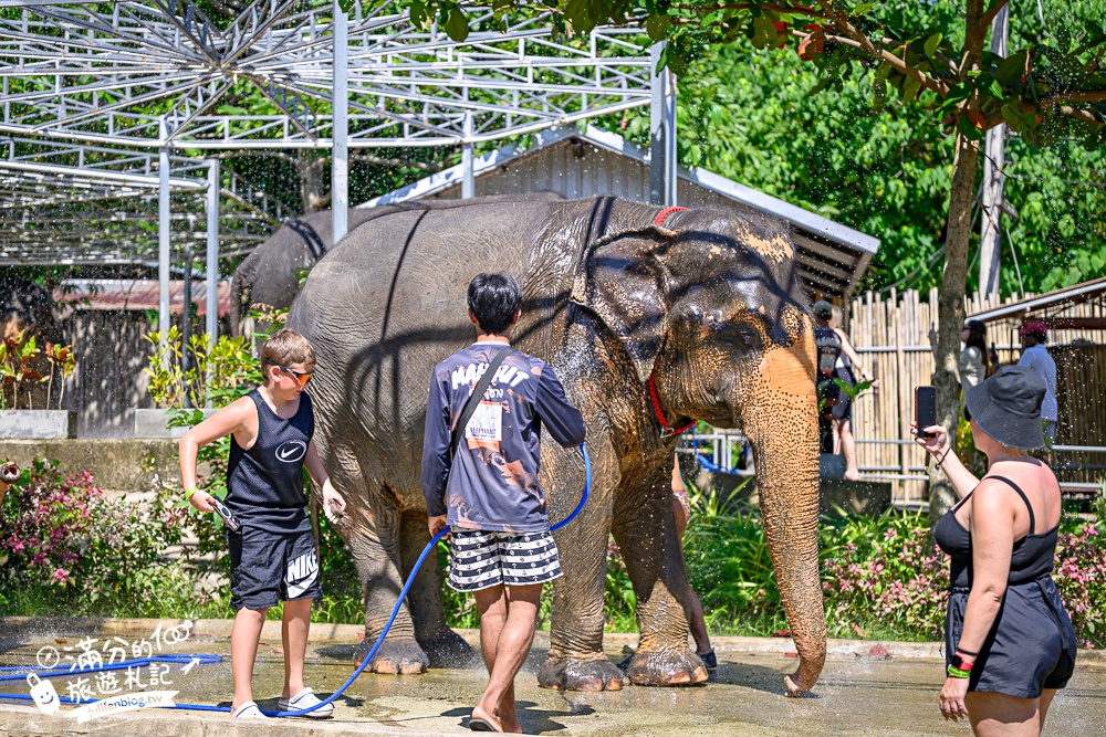 普吉島必玩【普吉島大象叢林保護區】來場與大象的溫柔相遇,幫大象洗澡戲水,餵大象吃香蕉.甘蔗和手作飯糰! 普吉島必玩【普吉島大象叢林保護區】來場與大象的溫柔相遇,幫大象洗澡戲水,餵大象吃香蕉.甘蔗和手作飯糰!