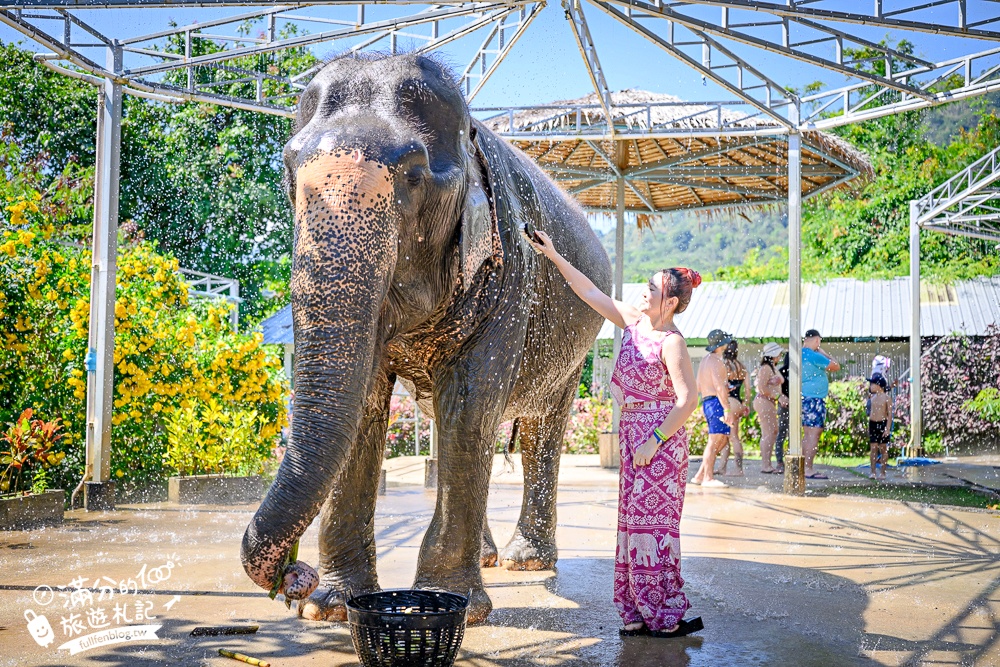普吉島必玩【普吉島大象叢林保護區】來場與大象的溫柔相遇,幫大象洗澡戲水,餵大象吃香蕉.甘蔗和手作飯糰! 普吉島必玩【普吉島大象叢林保護區】來場與大象的溫柔相遇,幫大象洗澡戲水,餵大象吃香蕉.甘蔗和手作飯糰!