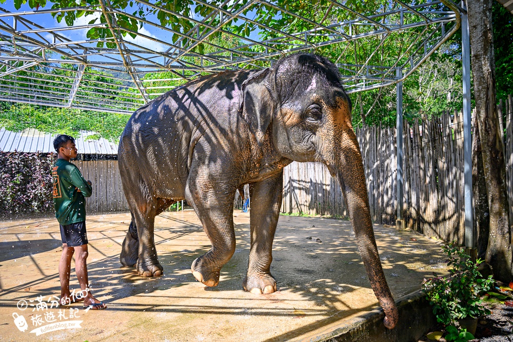 普吉島必玩【普吉島大象叢林保護區】來場與大象的溫柔相遇,幫大象洗澡戲水,餵大象吃香蕉.甘蔗和手作飯糰! 普吉島必玩【普吉島大象叢林保護區】來場與大象的溫柔相遇,幫大象洗澡戲水,餵大象吃香蕉.甘蔗和手作飯糰!