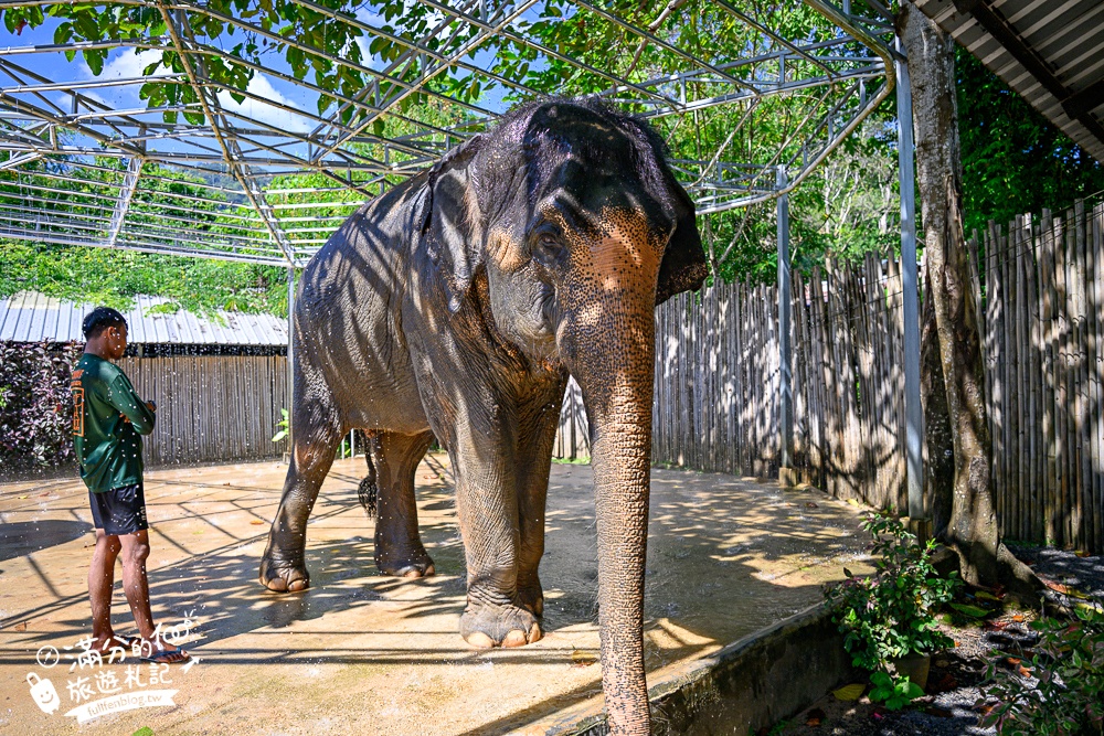 普吉島必玩【普吉島大象叢林保護區】來場與大象的溫柔相遇,幫大象洗澡戲水,餵大象吃香蕉.甘蔗和手作飯糰! 普吉島必玩【普吉島大象叢林保護區】來場與大象的溫柔相遇,幫大象洗澡戲水,餵大象吃香蕉.甘蔗和手作飯糰!