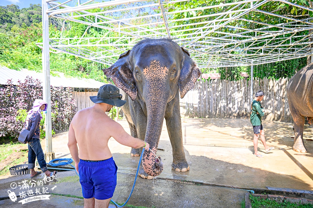 普吉島必玩【普吉島大象叢林保護區】來場與大象的溫柔相遇,幫大象洗澡戲水,餵大象吃香蕉.甘蔗和手作飯糰! 普吉島必玩【普吉島大象叢林保護區】來場與大象的溫柔相遇,幫大象洗澡戲水,餵大象吃香蕉.甘蔗和手作飯糰!