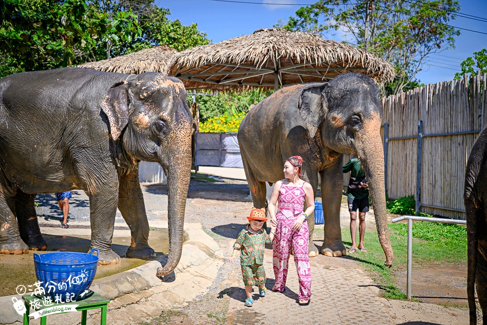 普吉島必玩【普吉島大象叢林保護區】來場與大象的溫柔相遇,幫大象洗澡戲水,餵大象吃香蕉.甘蔗和手作飯糰! 普吉島必玩【普吉島大象叢林保護區】來場與大象的溫柔相遇,幫大象洗澡戲水,餵大象吃香蕉.甘蔗和手作飯糰!