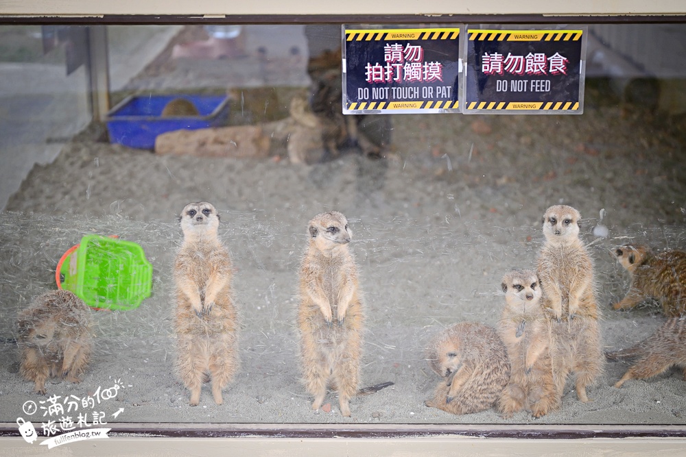 台中【美樂地親子農場】后里最新親子農場.居然座落在樂園裡面,玩樂園也能看萌寵好特別! 台中【美樂地親子農場】后里最新親子農場.居然座落在樂園裡面,玩樂園也能看萌寵好特別!
