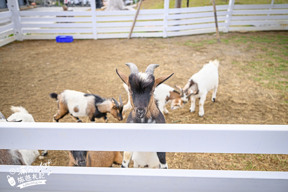 台中【美樂地親子農場】后里最新親子農場.居然座落在樂園裡面,玩樂園也能看萌寵好特別! 台中【美樂地親子農場】后里最新親子農場.居然座落在樂園裡面,玩樂園也能看萌寵好特別!