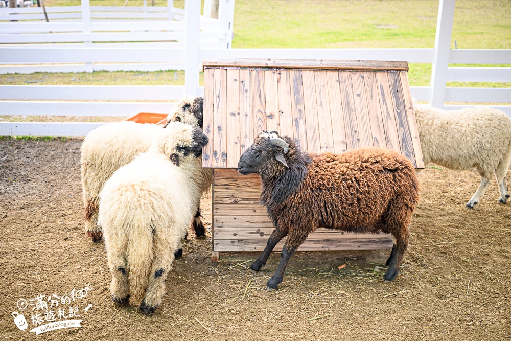 台中【美樂地親子農場】后里最新親子農場.居然座落在樂園裡面,玩樂園也能看萌寵好特別! 台中【美樂地親子農場】后里最新親子農場.居然座落在樂園裡面,玩樂園也能看萌寵好特別!
