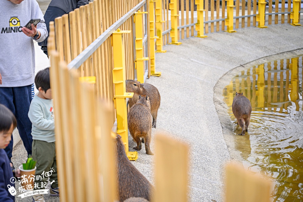 台中【美樂地親子農場】后里最新親子農場.居然座落在樂園裡面,玩樂園也能看萌寵好特別! 台中【美樂地親子農場】后里最新親子農場.居然座落在樂園裡面,玩樂園也能看萌寵好特別!