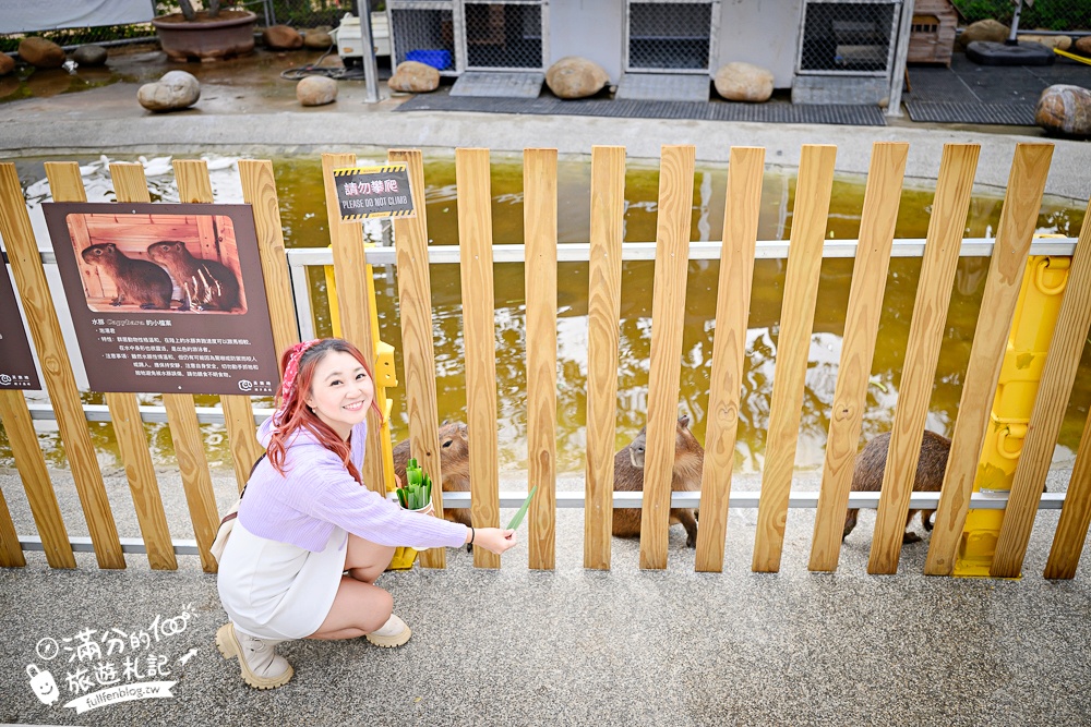 台中【美樂地親子農場】后里最新親子農場.居然座落在樂園裡面,玩樂園也能看萌寵好特別! 台中【美樂地親子農場】后里最新親子農場.居然座落在樂園裡面,玩樂園也能看萌寵好特別!