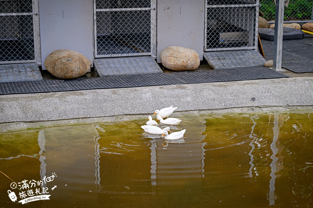 台中【美樂地親子農場】后里最新親子農場.居然座落在樂園裡面,玩樂園也能看萌寵好特別! 台中【美樂地親子農場】后里最新親子農場.居然座落在樂園裡面,玩樂園也能看萌寵好特別!
