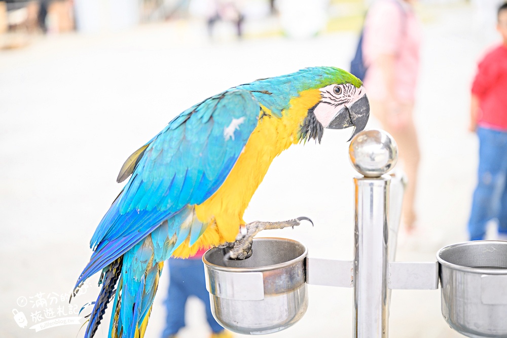 台中【美樂地親子農場】后里最新親子農場.居然座落在樂園裡面,玩樂園也能看萌寵好特別! 台中【美樂地親子農場】后里最新親子農場.居然座落在樂園裡面,玩樂園也能看萌寵好特別!