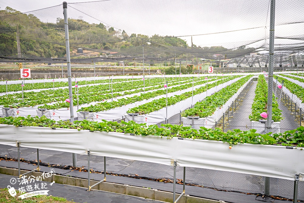 苗栗【興品園草莓農場】這不僅是高架親子草莓園.根本是兒童遊戲場,免費玩不限時,還有玻璃屋咖啡館~超狂!