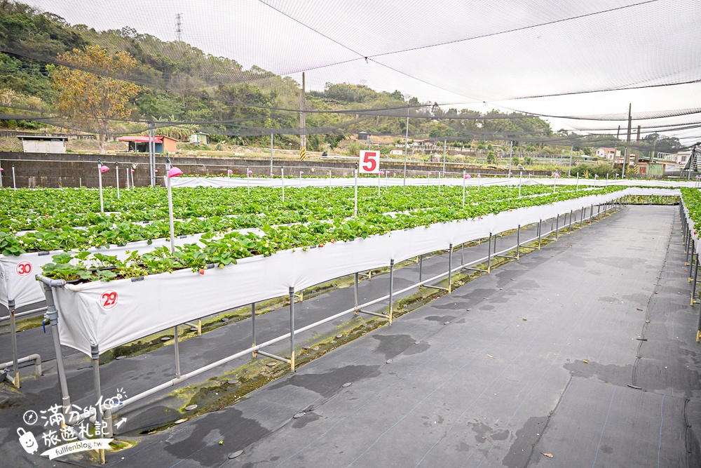 苗栗【興品園草莓農場】這不僅是高架親子草莓園.根本是兒童遊戲場,免費玩不限時,還有玻璃屋咖啡館~超狂!