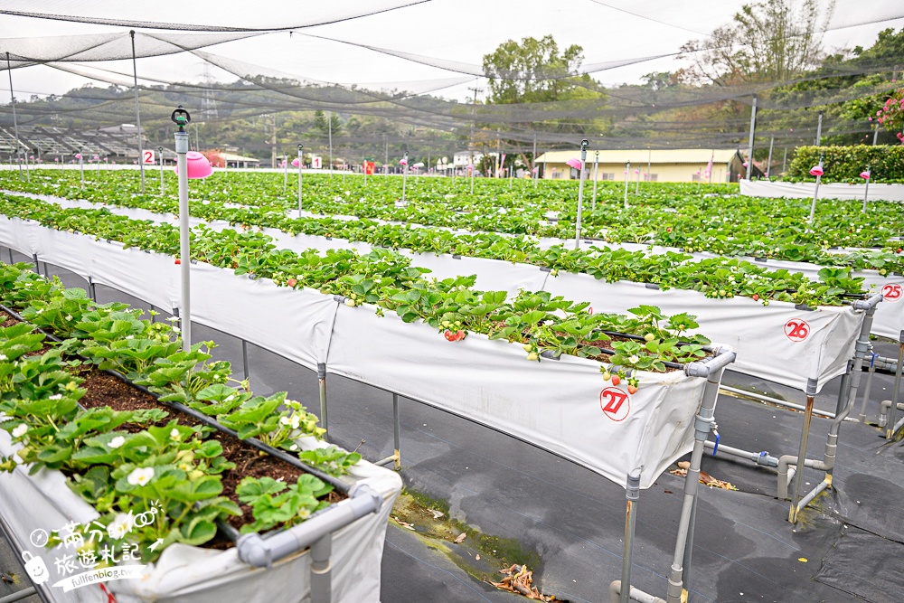 苗栗【興品園草莓農場】這不僅是高架親子草莓園.根本是兒童遊戲場,免費玩不限時,還有玻璃屋咖啡館~超狂!