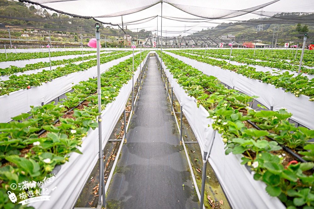 苗栗【興品園草莓農場】這不僅是高架親子草莓園.根本是兒童遊戲場,免費玩不限時,還有玻璃屋咖啡館~超狂!