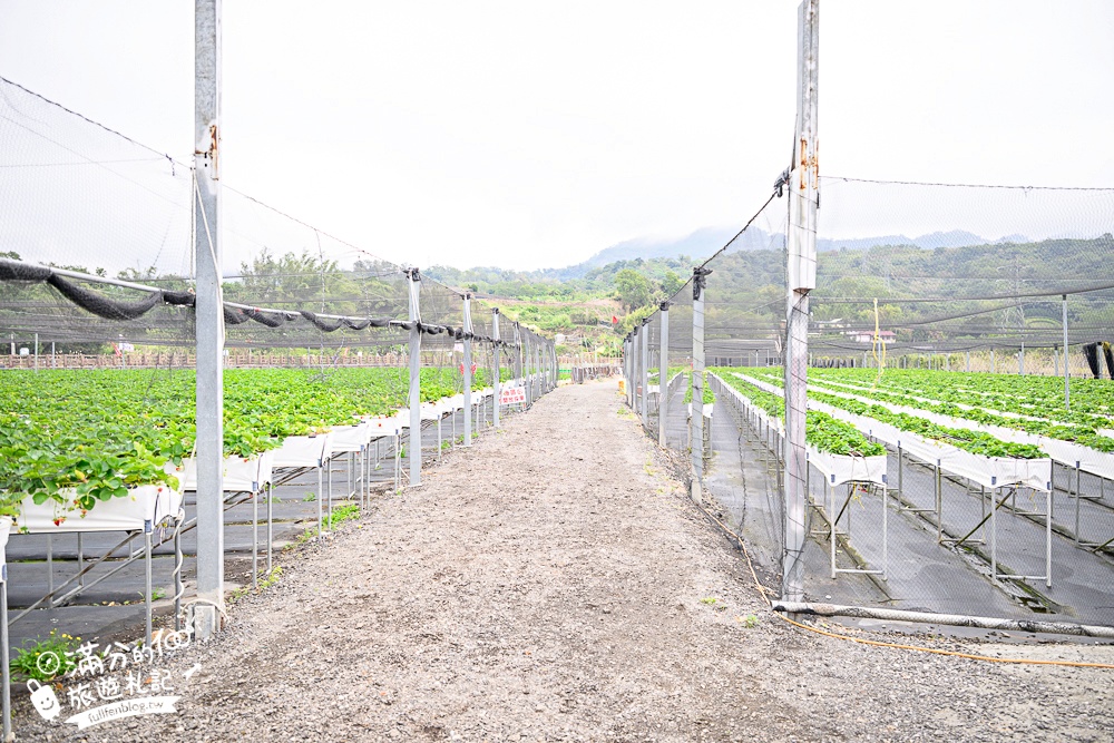 苗栗【五將假期草莓】大湖高架草莓園推薦.大顆紅寶石這裡吃,還有草莓王可以拍美照! 苗栗【五將假期草莓】大湖高架草莓園推薦.大顆紅寶石這裡吃,還有草莓王可以拍美照!