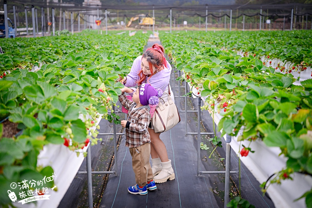 苗栗【五將假期草莓】大湖高架草莓園推薦.大顆紅寶石這裡吃,還有草莓王可以拍美照! 苗栗【五將假期草莓】大湖高架草莓園推薦.大顆紅寶石這裡吃,還有草莓王可以拍美照!