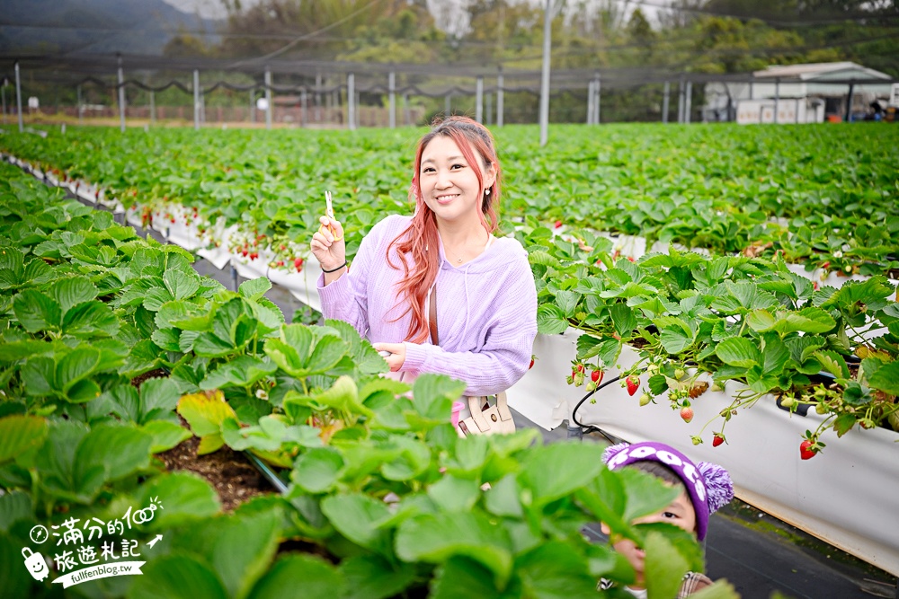 苗栗【五將假期草莓】大湖高架草莓園推薦.大顆紅寶石這裡吃,還有草莓王可以拍美照! 苗栗【五將假期草莓】大湖高架草莓園推薦.大顆紅寶石這裡吃,還有草莓王可以拍美照!