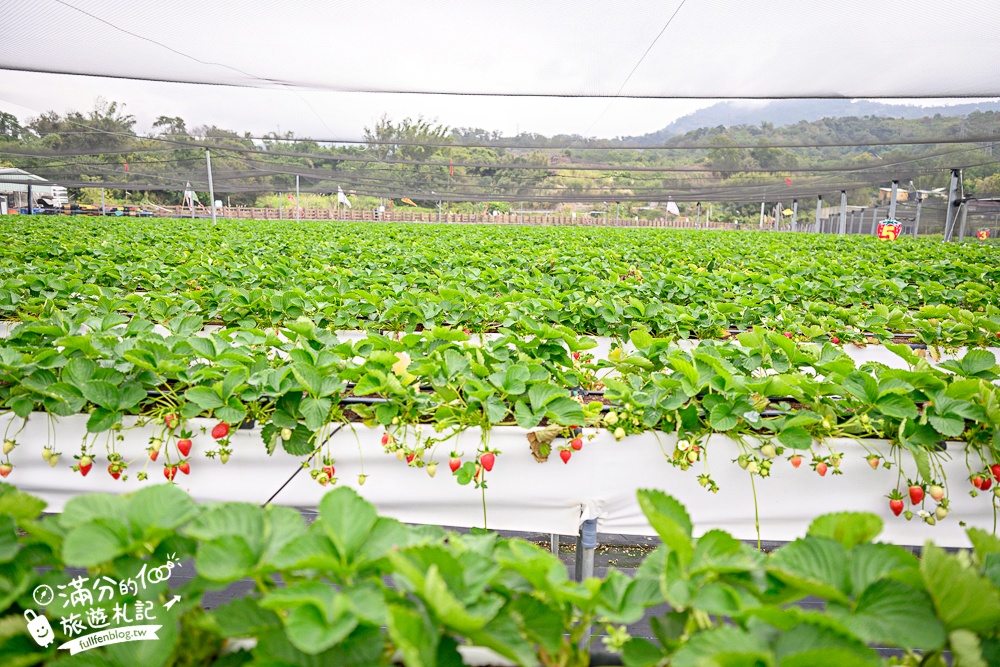 苗栗【五將假期草莓】大湖高架草莓園推薦.大顆紅寶石這裡吃,還有草莓王可以拍美照! 苗栗【五將假期草莓】大湖高架草莓園推薦.大顆紅寶石這裡吃,還有草莓王可以拍美照!