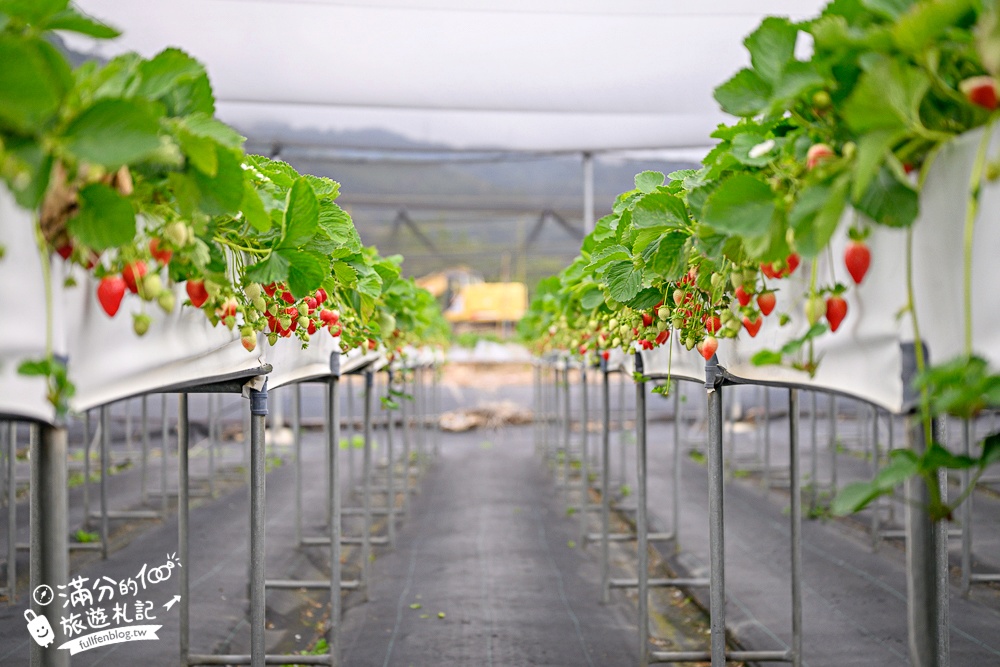 苗栗【五將假期草莓】大湖高架草莓園推薦.大顆紅寶石這裡吃,還有草莓王可以拍美照! 苗栗【五將假期草莓】大湖高架草莓園推薦.大顆紅寶石這裡吃,還有草莓王可以拍美照!