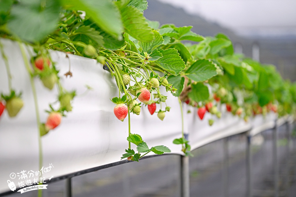 苗栗【五將假期草莓】大湖高架草莓園推薦.大顆紅寶石這裡吃,還有草莓王可以拍美照! 苗栗【五將假期草莓】大湖高架草莓園推薦.大顆紅寶石這裡吃,還有草莓王可以拍美照!